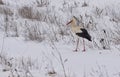 A lonely frozen stork in winter on snow needing help.