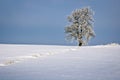 A lonely frozen tree on a background of blue sky.