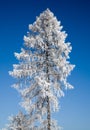 Lonely frozen tree