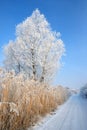 Lonely frozen tree