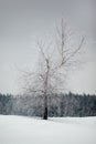 Lonely frozen tree in a snowy field