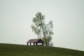 Lonely gazebo on the hill. summerhouse under tree standing alone in the field. solitude concept Royalty Free Stock Photo