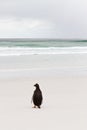 Lonely gentoo penguin