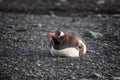 Lonely Gentoo Penguin lying onto the beach, Antarctica Royalty Free Stock Photo