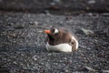 Lonely Gentoo Penguin lying onto the beach, Antarctica