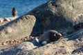 Lonely gentoo penguin sunbathing on the stones, Cuverville Island, Antarctic