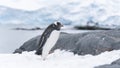 Lonely gentoo penguin walking on the coast of ocean. Antarctica.