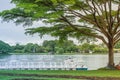 Lonely giant tree standing on green grass. Royalty Free Stock Photo