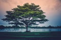 Lonely giant tree standing on green grass with the lake and sunlight background. Royalty Free Stock Photo