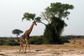 A lonely giraffe Royalty Free Stock Photo