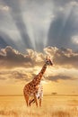 Lonely giraffe in the African savannah at sunset. Wild nature of Africa. Artistic African image. Free space for text Royalty Free Stock Photo