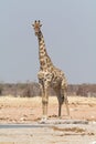 Lonely Giraffe at an artificial waterhole.