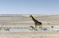 A Lonely giraffe Royalty Free Stock Photo