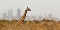 Lonely giraffe with nairobi on the background