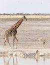A Lonely giraffe in Namibia Royalty Free Stock Photo