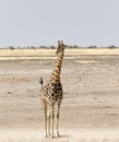 A Lonely giraffe in Namibia Royalty Free Stock Photo