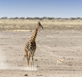 Lonely giraffe in Namibian savanna Royalty Free Stock Photo