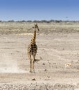 Lonely giraffe in Namibian savanna Royalty Free Stock Photo