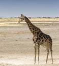 Lonely giraffe in Namibian savanna Royalty Free Stock Photo