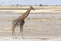 Lonely giraffe in Namibian savanna Royalty Free Stock Photo