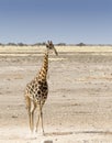 Lonely giraffe in Namibian savanna Royalty Free Stock Photo