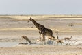 A Lonely giraffe in Namibian savanna Royalty Free Stock Photo