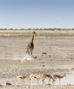 A Lonely giraffe in Namibian savanna Royalty Free Stock Photo