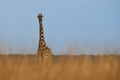 Lonely giraffe