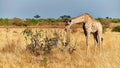 Lonely giraffe in the savannah Royalty Free Stock Photo