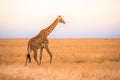 Lonely giraffe in the savannah Serengeti National Park at sunset. Wild nature of Tanzania - Africa. Safari Travel Destination