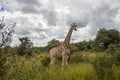 Lonely Giraffe in savannah, her natural habitat, in Imire Rhino & Wildlife Conservancy National park, Zimbabwe