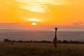 A giraffe standing in front of the sunset in the Masai Mara Royalty Free Stock Photo