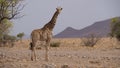 Lonely giraffe stands on the dry savanna Royalty Free Stock Photo