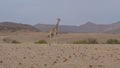 Lonely giraffe stands on the dry savanna Royalty Free Stock Photo