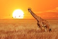 Lonely giraffe at sunset in the Serengeti National Park. Tanzania. Wild nature of Africa. African artistic landscape.