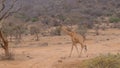 Lonely Giraffe Walking On The Dry Dusty African Savannah, Samburu Kenya