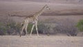 Lonely giraffe walks on the dry savanna Royalty Free Stock Photo