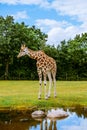 Lonely giraffe Royalty Free Stock Photo