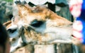 Lonely giraffe Royalty Free Stock Photo