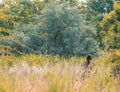 Lonely girl walking through high grass. Beautiful spring or autumn landscape with green trees and grass Royalty Free Stock Photo