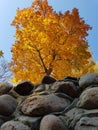 Lonely golden maple tree in autumn