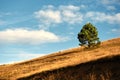 Lonely golden pine tree on hill slope in Zlatibor region, south west Serbia Royalty Free Stock Photo