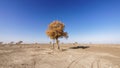 Lonely golden populus euphratica tree in desert on the blue sky background, Ejina in the autumn. Royalty Free Stock Photo