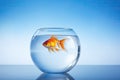 lonely goldfish in a glass of water Royalty Free Stock Photo