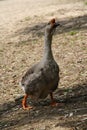 lonely goose walking along the river bank Royalty Free Stock Photo