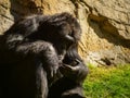 Lonely gorilla watching its hands Royalty Free Stock Photo