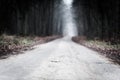 Road into misty woods in Brandenburg Germany Royalty Free Stock Photo