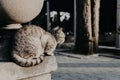 Lonely gray cat sits on the street