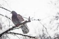 Dove sits on a snowy branch Royalty Free Stock Photo