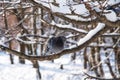 A lonely gray dove sits on the snowy branch. Snowy forest background. Royalty Free Stock Photo